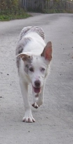 보더콜리 로이를 찾습니다. 경기도 파주 봉일천 부근