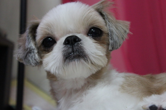 성남 야탑 매화마을에서 발견한 시츄여아 보호하고있습니다.