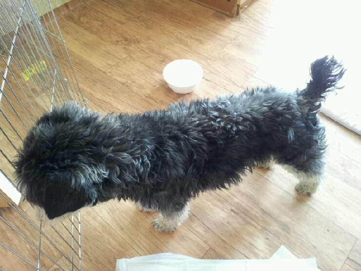 평택 안중. 슈나우져 남아 보호중