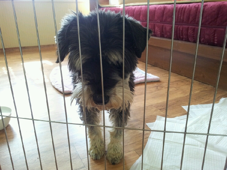 평택 안중. 슈나우져 남아 보호중