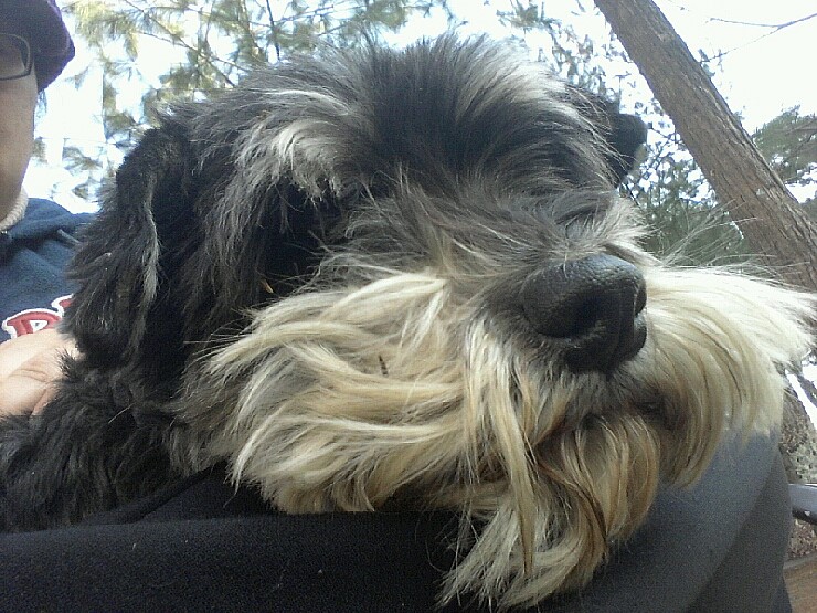 평택 안중. 슈나우져 남아 보호중