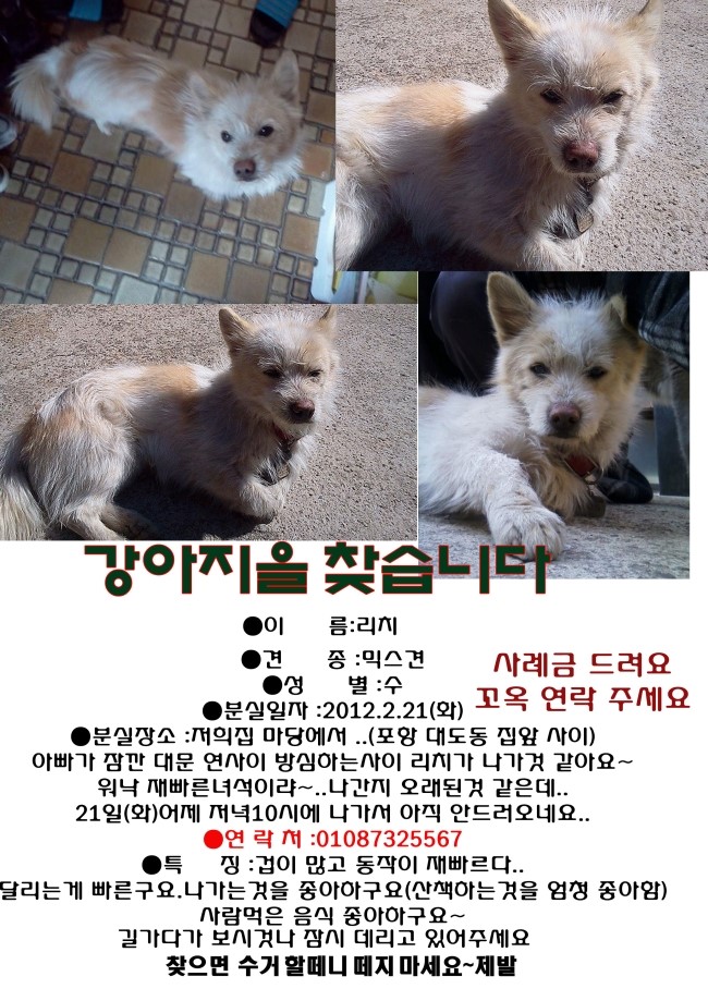 포항,강아지 리치을 찾습니다