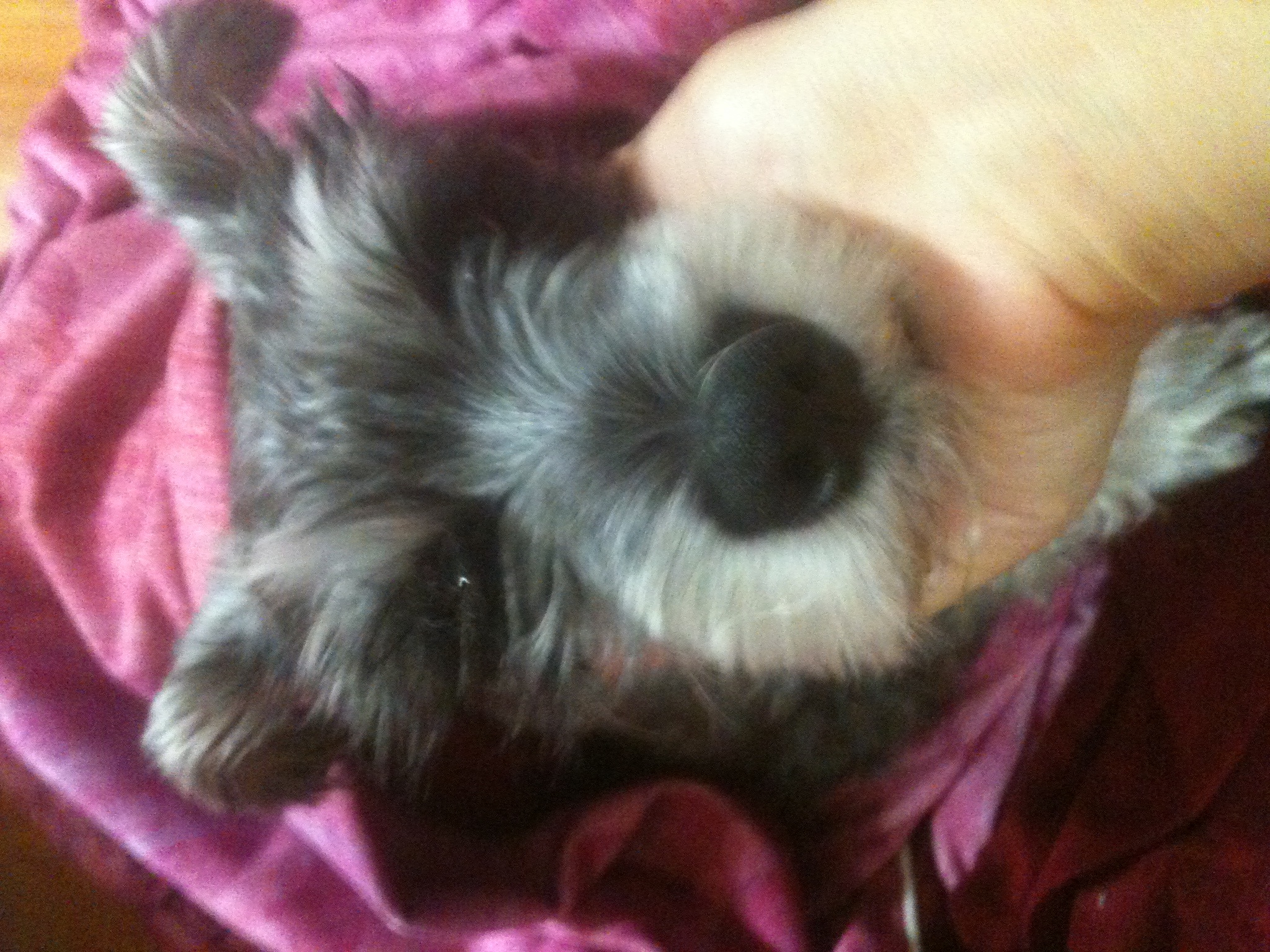 울산 동구 슈나우저 여아 찾아요