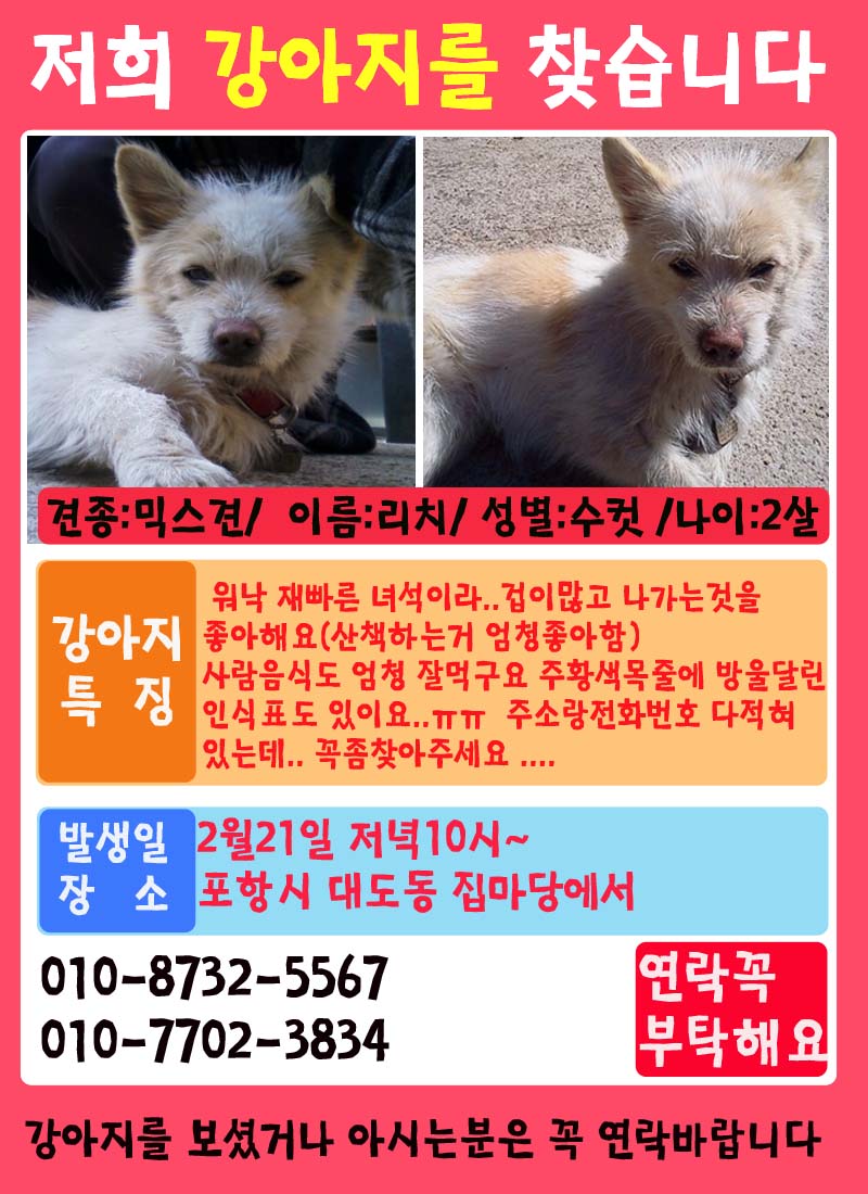 포항,강아지 리치을 찾습니다 