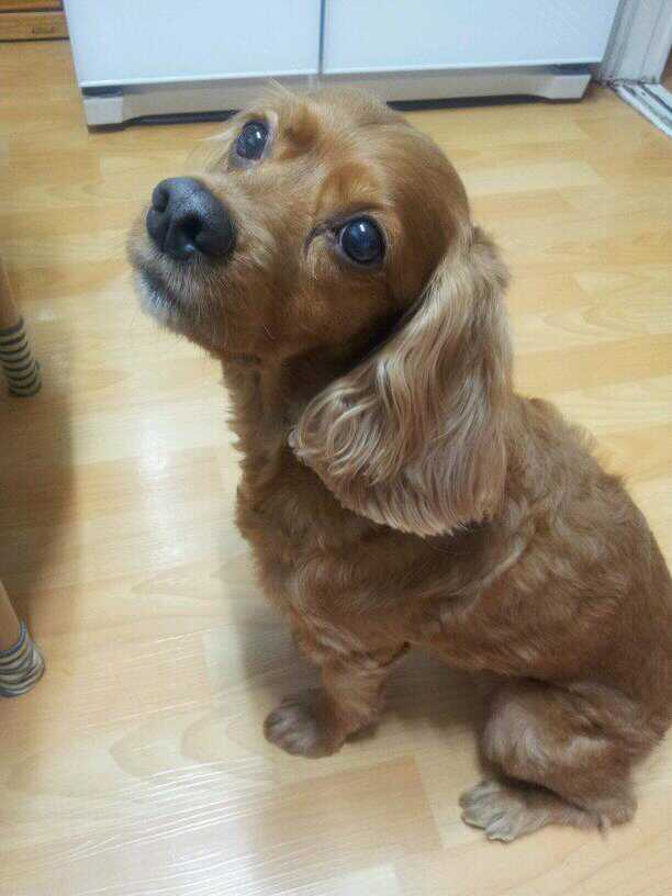 잠실 갈색 코카스파니엘 니모를 찾습니다.(사진有)