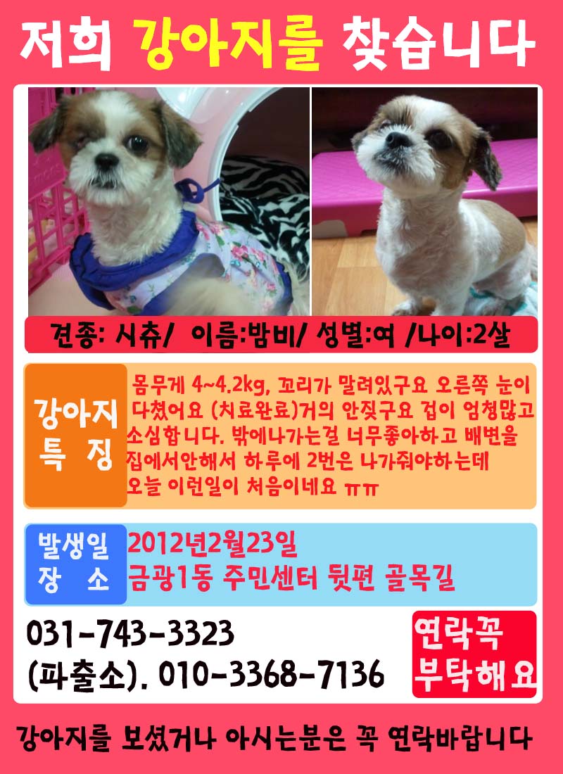 성남 시츄 여아 찾아요