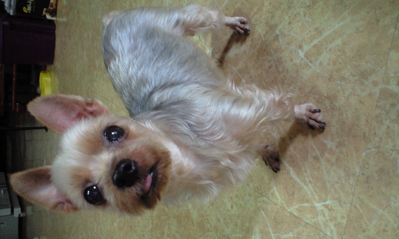 경기도부천중동 암컷요크셔 은색 찾아요