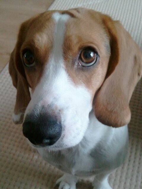 나물이(비글)를 찾습니다. 