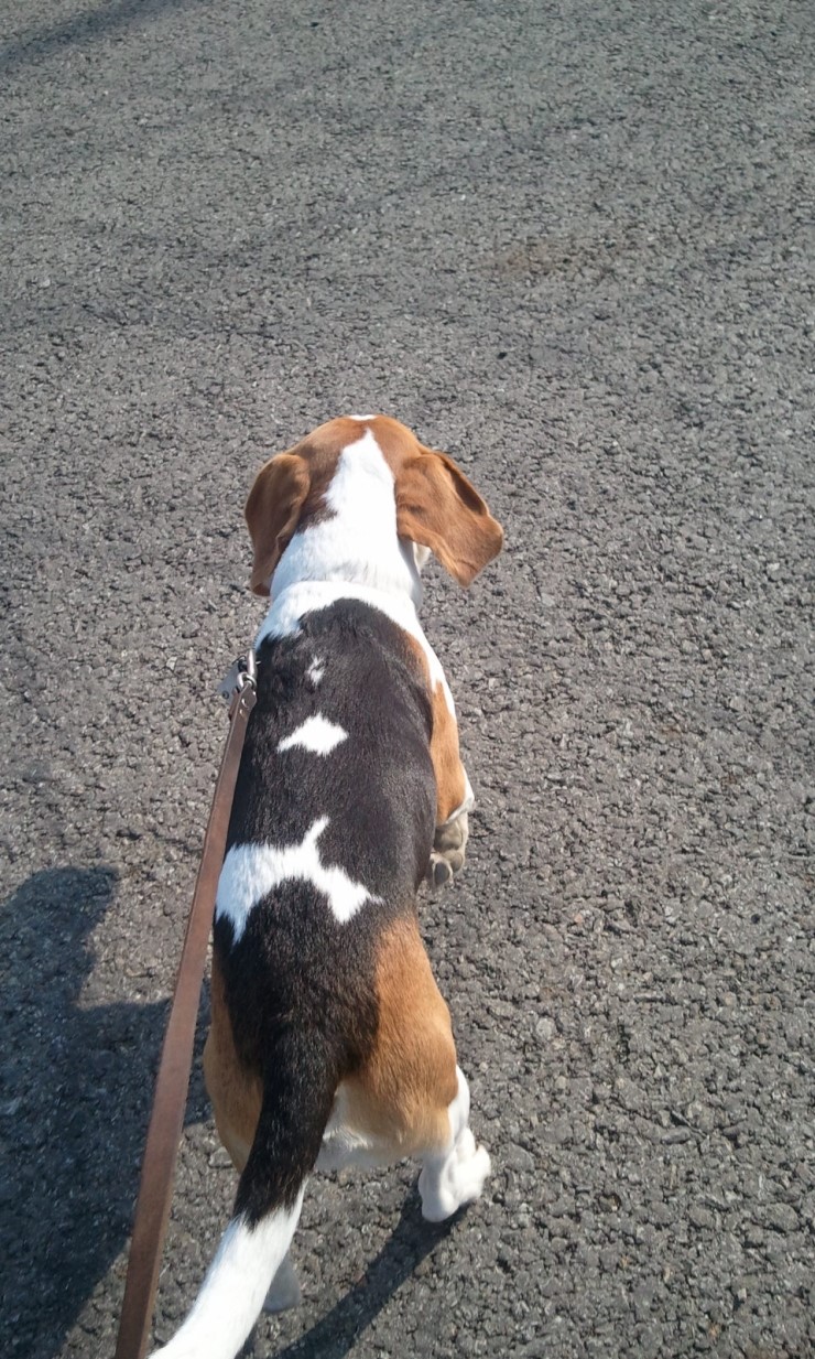 나물이(비글)를 찾습니다. 