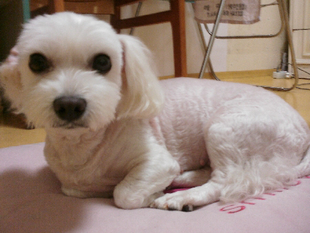 부산 남구 말티즈 여아 아지를 찾습니다