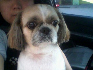 뽀삐를 찾아주세요