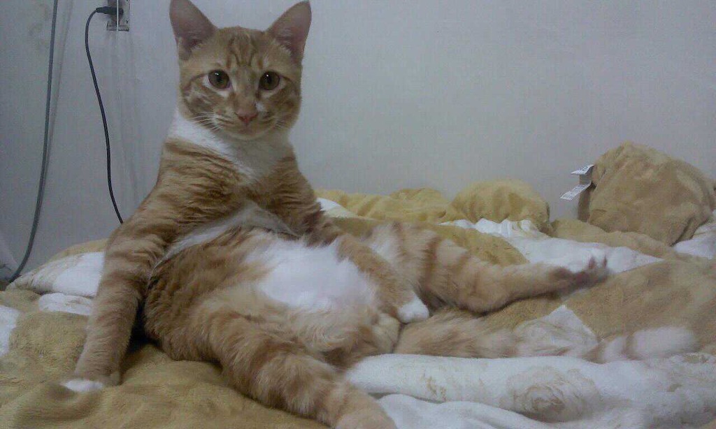 ☆서울 강동구 천호동☆소망이(냥이)를 찾습니다