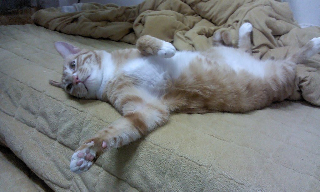 ☆서울 강동구 천호동☆소망이(냥이)를 찾습니다