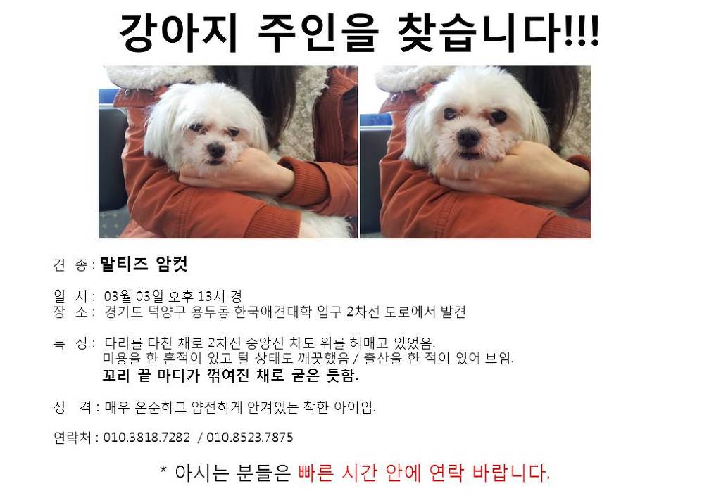 말티즈 주인을 찾습니다