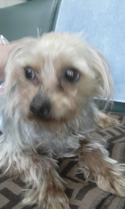 천안 요크셔 수컷 보호중이라네요.