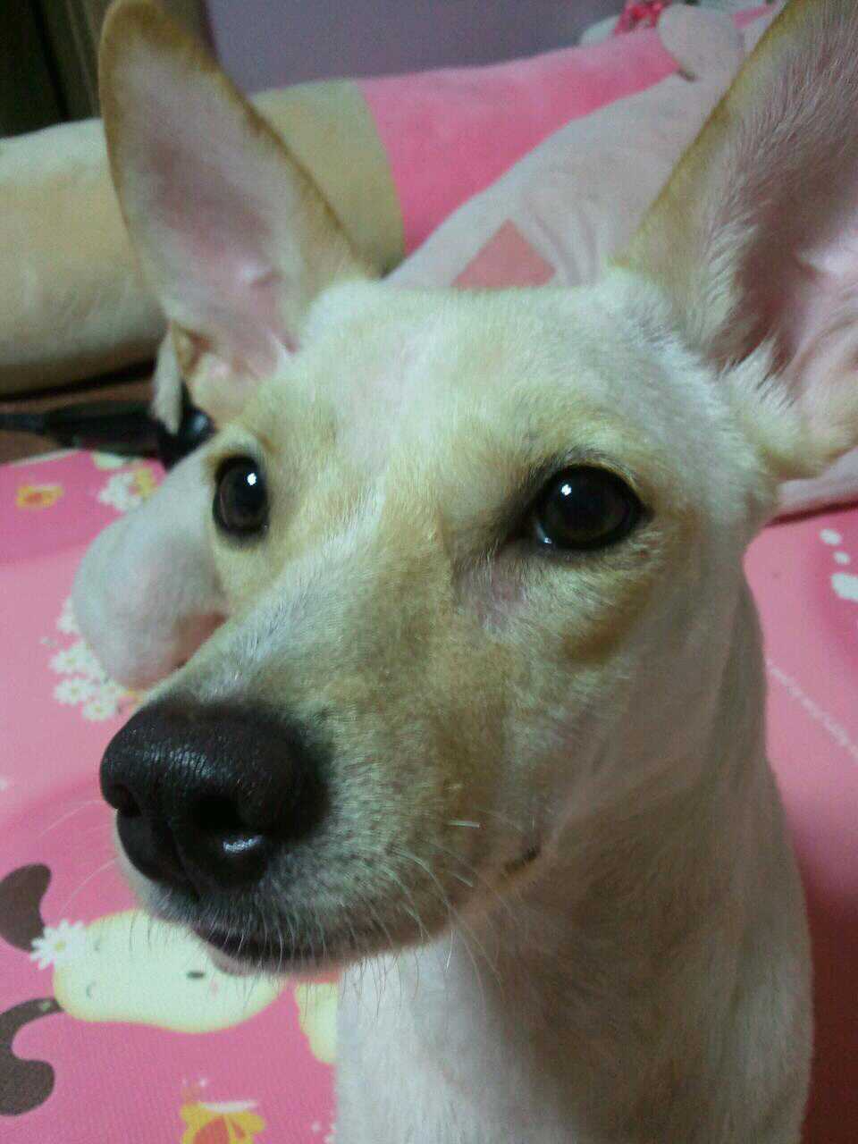 강서구 화곡동 강아지(믹스견)쥬디를 찾습니다.