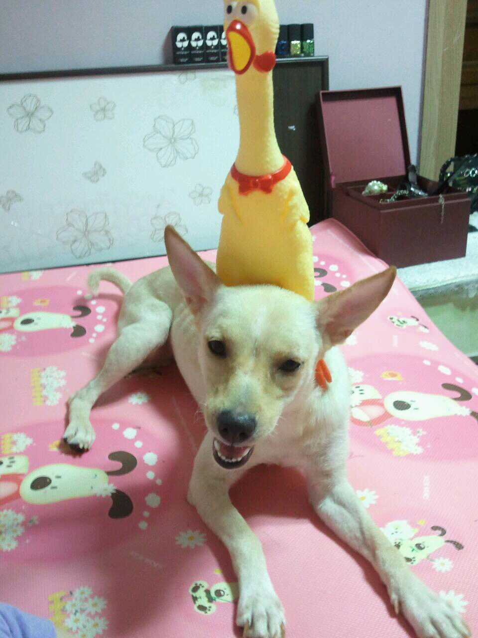 강서구 화곡동 강아지(믹스견)쥬디를 찾습니다.