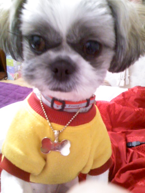 서울 동대문구 제기동 부근실종 시추 둘리 찾습니다.