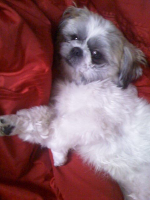 서울 동대문구 제기동 부근실종 시추 둘리 찾습니다.