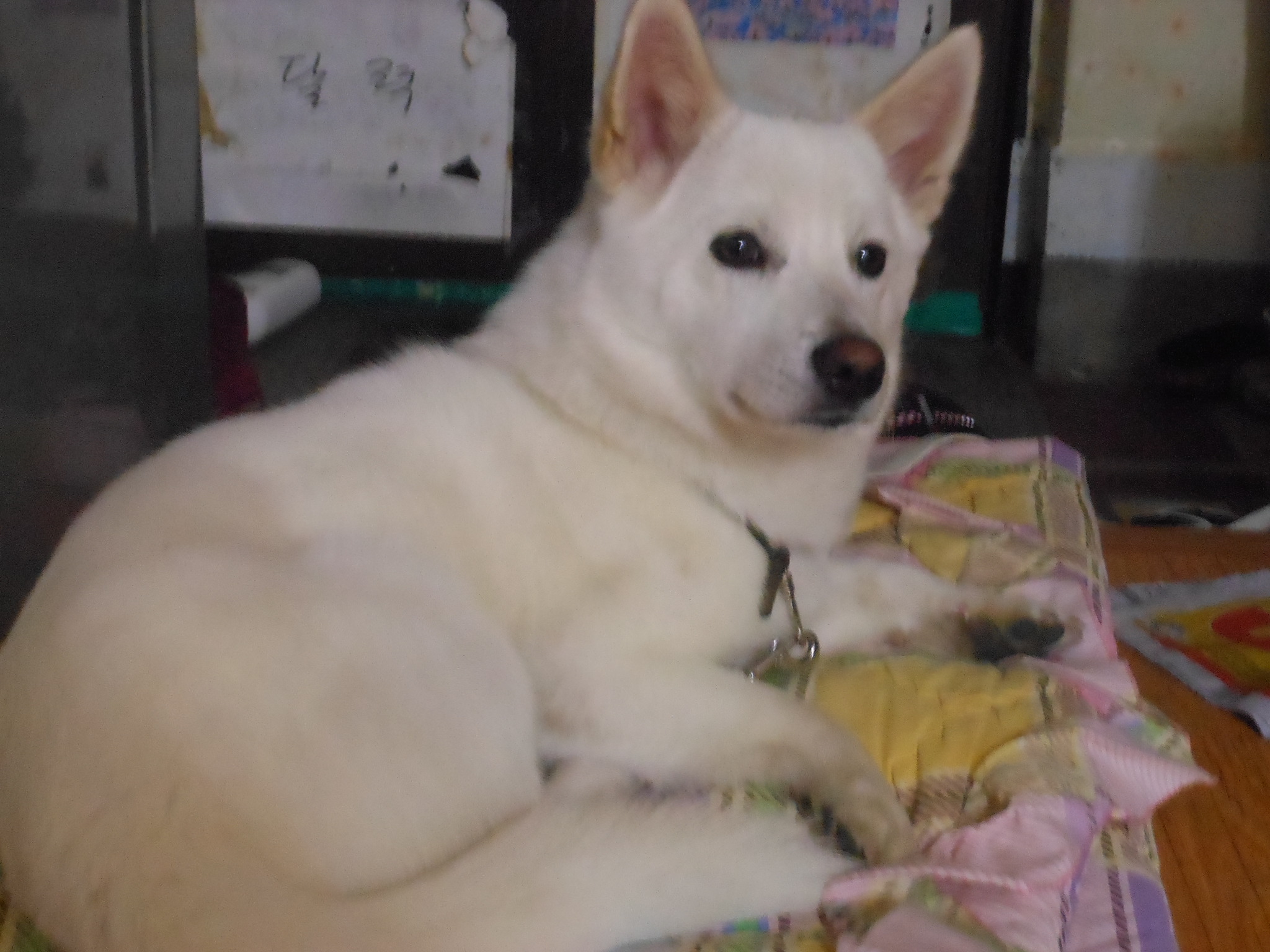 강아지를 찾습니다