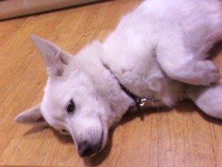 강아지를 찾습니다