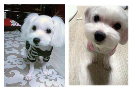 [D12-019관외] 집에 새로운가족(아기)이 생겨 다른집으로 입양가게 된 아이