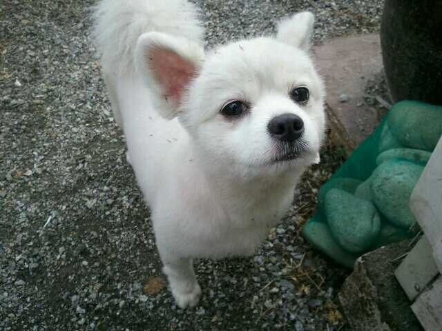 경기도 남양주시 수동면에서 강아지 잃어버리신분