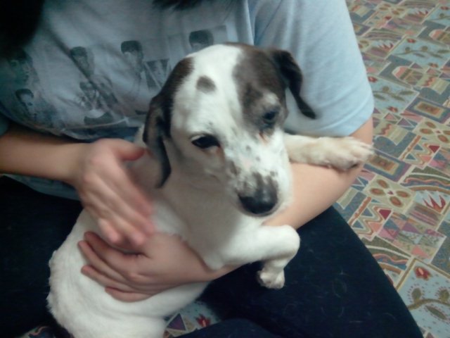 주인을 찾습니다!!