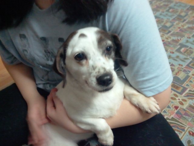 주인을 찾습니다!!