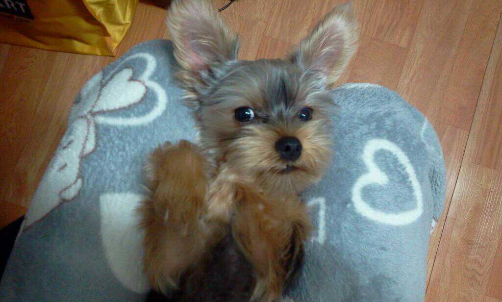 [고덕동 고덕초등학교 근처/요크셔테리어/숫컷]2012.3.10일 잃어버린 코코를 찾아요