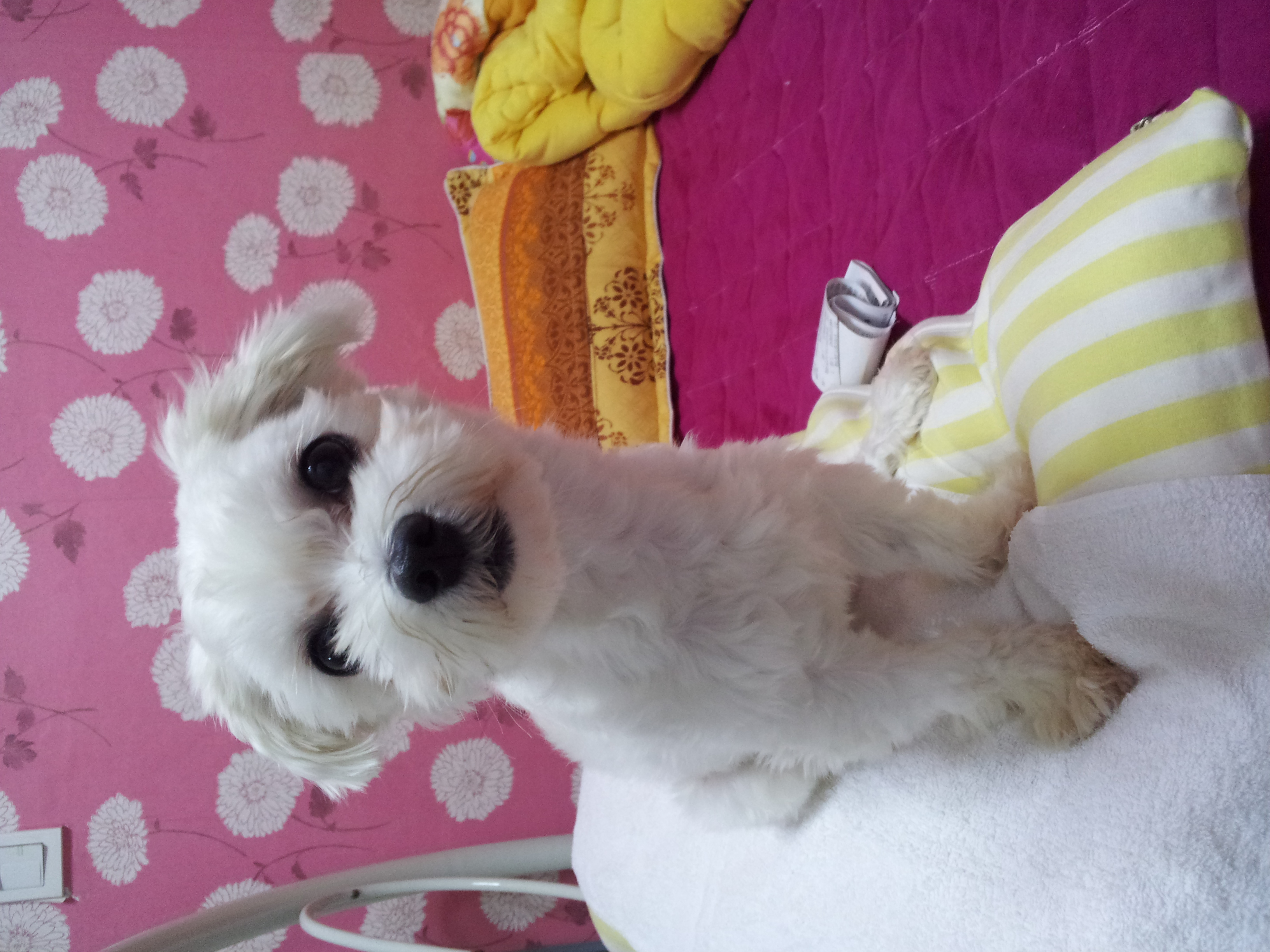 울산 남구 말티즈 남아 잃어버리신분.