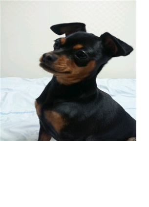 검정색 미니핀 암컷을 잃어버렸습니다. 보신분 연락부탁드립니다.