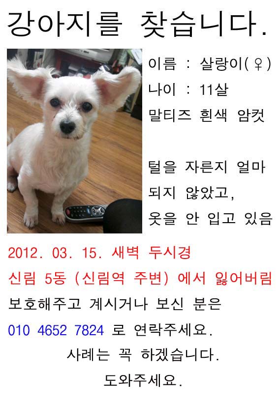 신림동에서 잃어버린 살랑이 찾아요