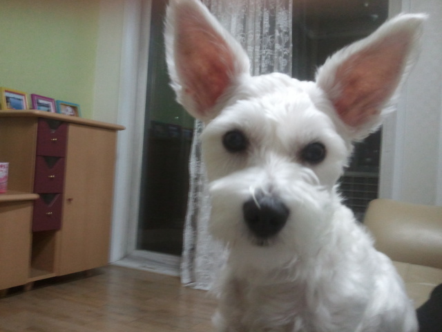 충남 당진에서 잃어버린 화이트슈나우저 찾습니다.