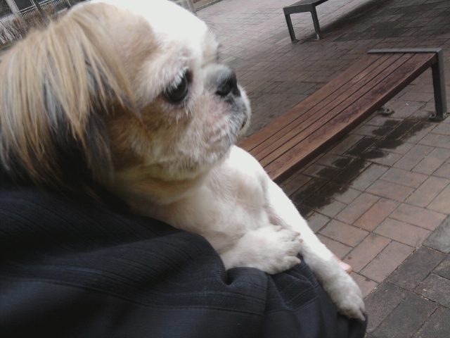 서울 구로구 개봉동 현대아파트 근처 배회중인 시츄 보호중