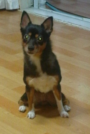 부천시 원미구 상동 깜이를 찾습니다