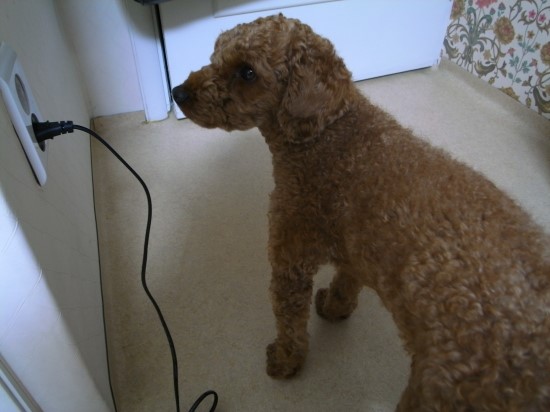 갈색푸들 (남/중성화) 찾아요!!