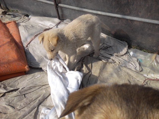 3~4개월 강아지를 찾습니다!