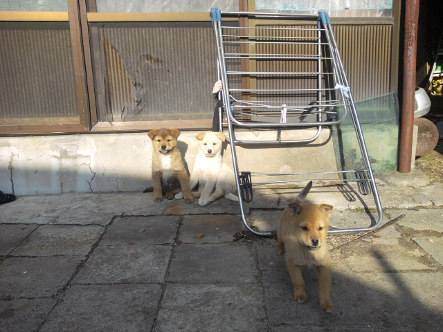 3~4개월 강아지를 찾습니다!