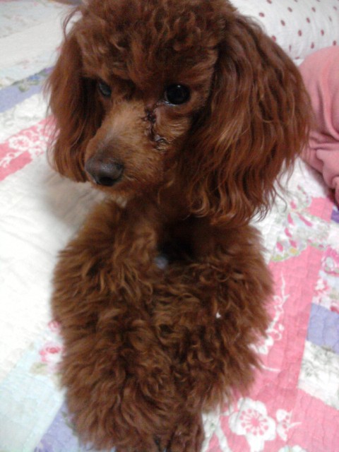 [용인시 처인구 김량장동] 갈색푸들(여아)찾아요!!