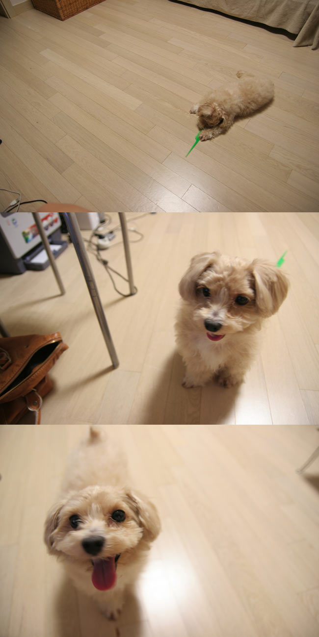 믹스견 수컷 찾아요 옅은갈색 