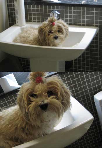 믹스견 수컷 찾아요 옅은갈색 