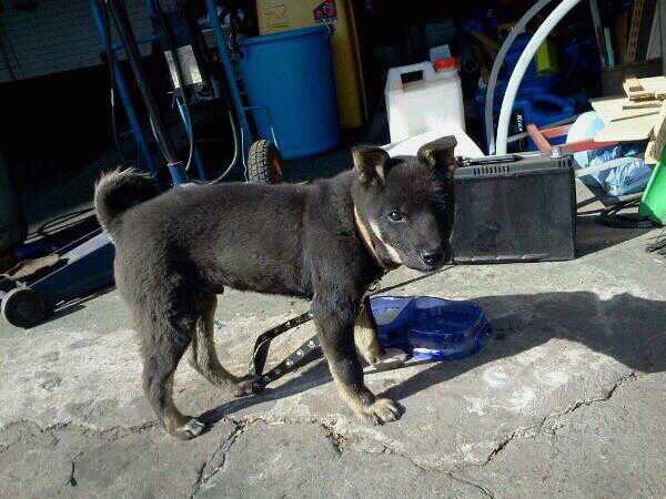 인천 남동구 간석3동 까만 진돗개아기