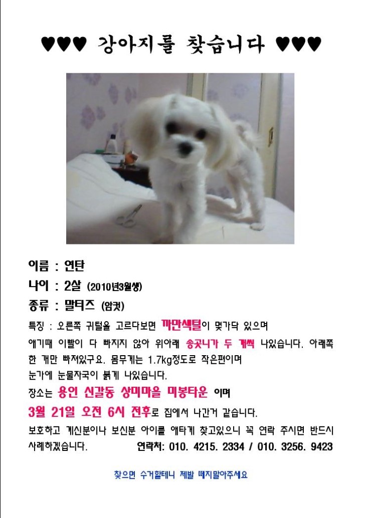 경기 용인 신갈동 말티여아찾습니다.