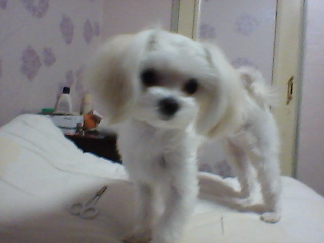 경기 용인 신갈동 말티여아찾습니다.