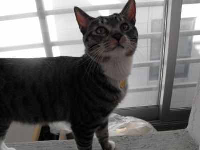 쵸파를 찾습니다(고양이/수원)