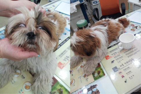 대구 동구 시츄(남)을 잃어버리신분 없나요?? 주인을찾습니다!!