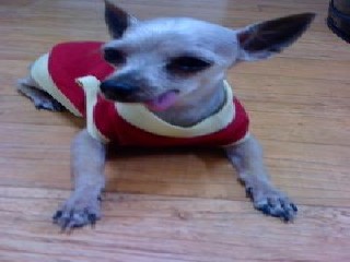 인천구월동에서 요크셔테리어찾습니다 