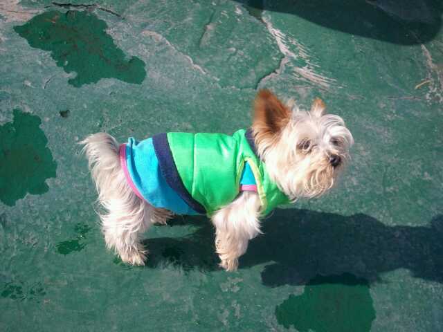 인천구월동에서 요크셔테리어찾습니다 