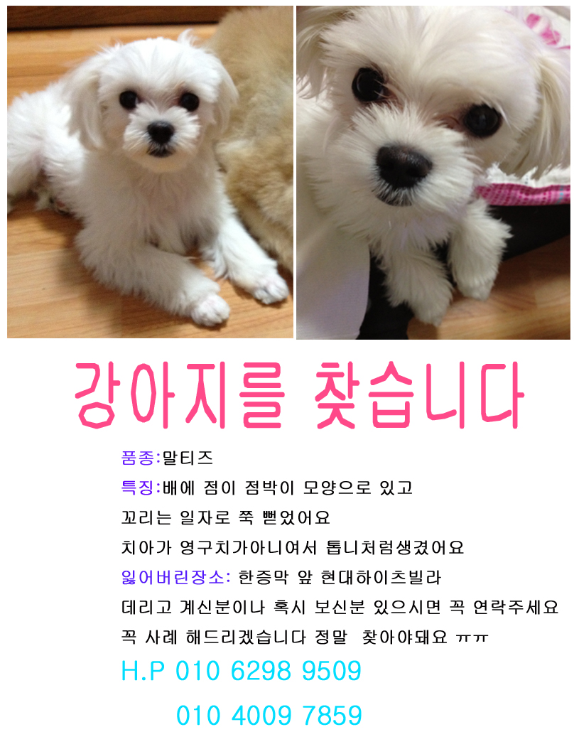 말티즈 수컷 우리두부좀 찾아주세요 ㅠㅠ